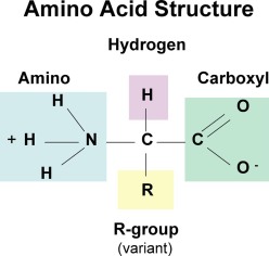 aminoacidstruc