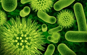 bacteria, gut flora