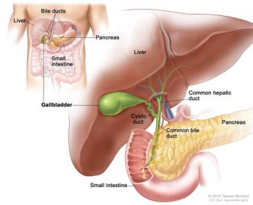 gallbladder - bile